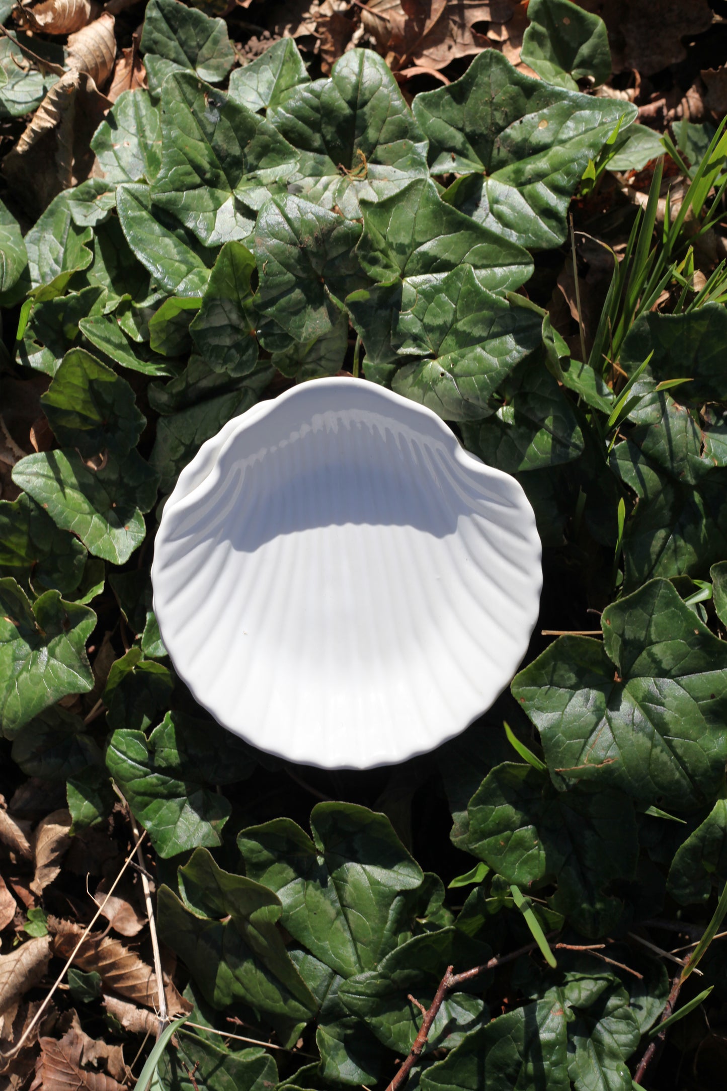 Schelpen bakje