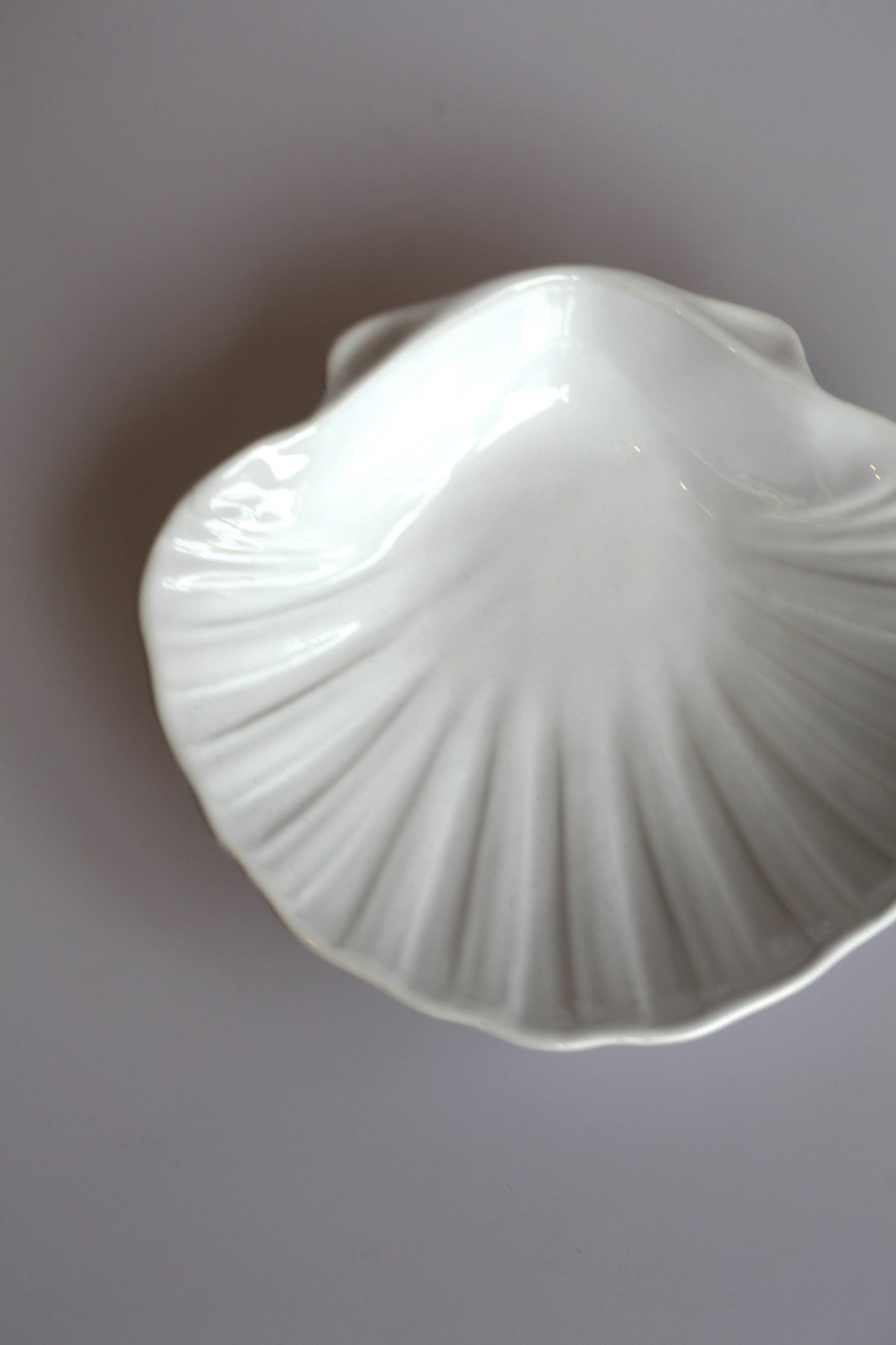 Grote schelpen schaal