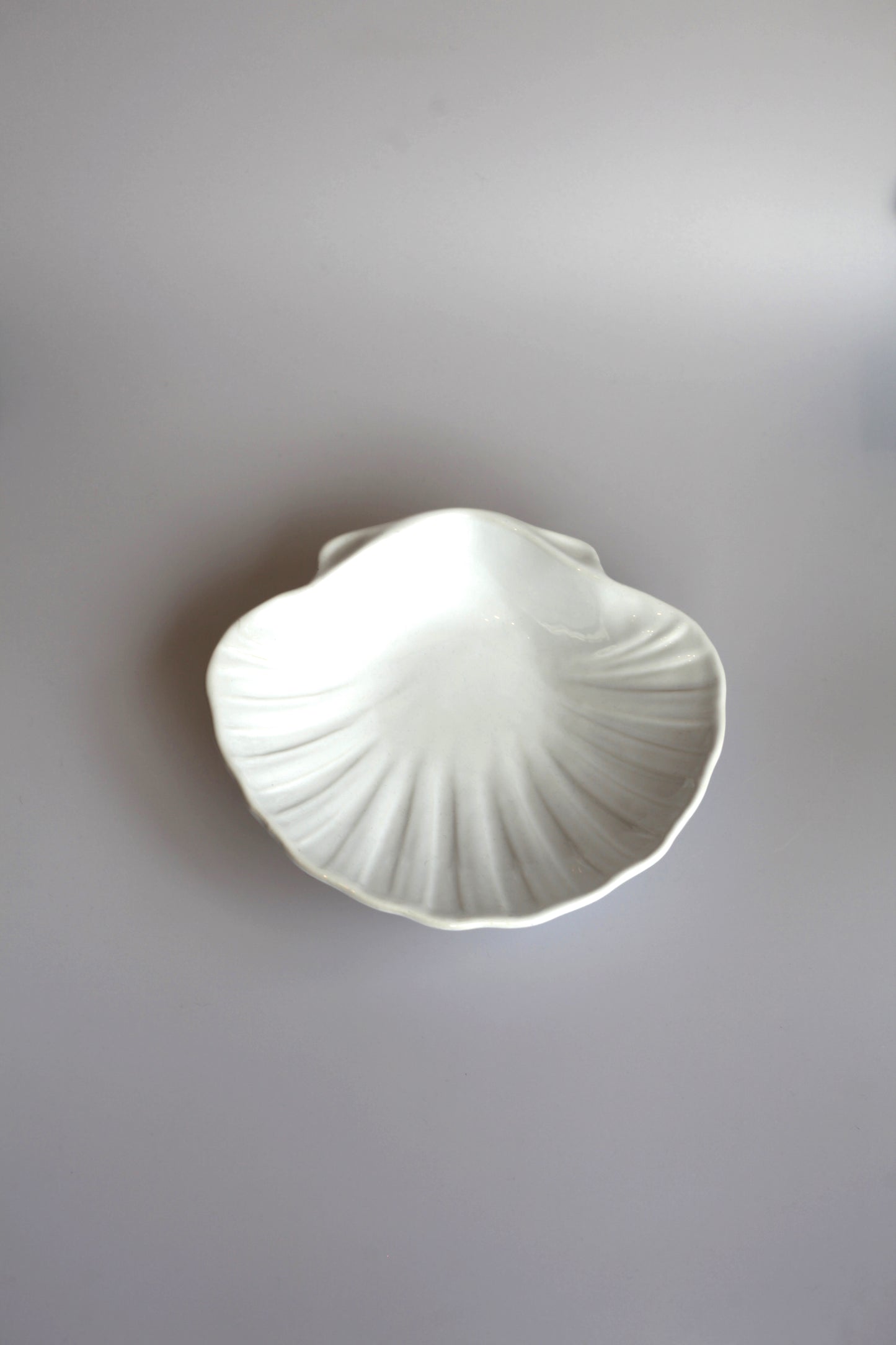 Grote schelpen schaal